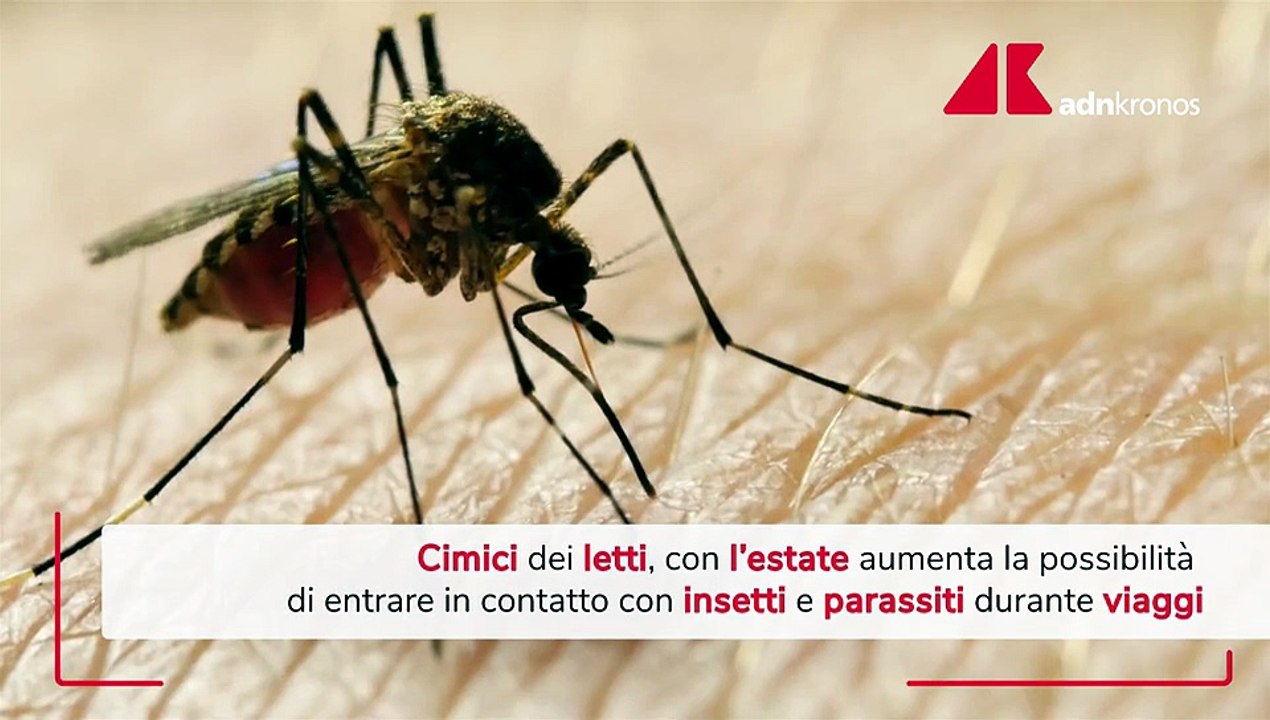 Cimici dei letti, in estate aumenta possibilità contatto