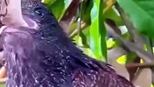 Bird swallowing a live snake 🐍 🔥