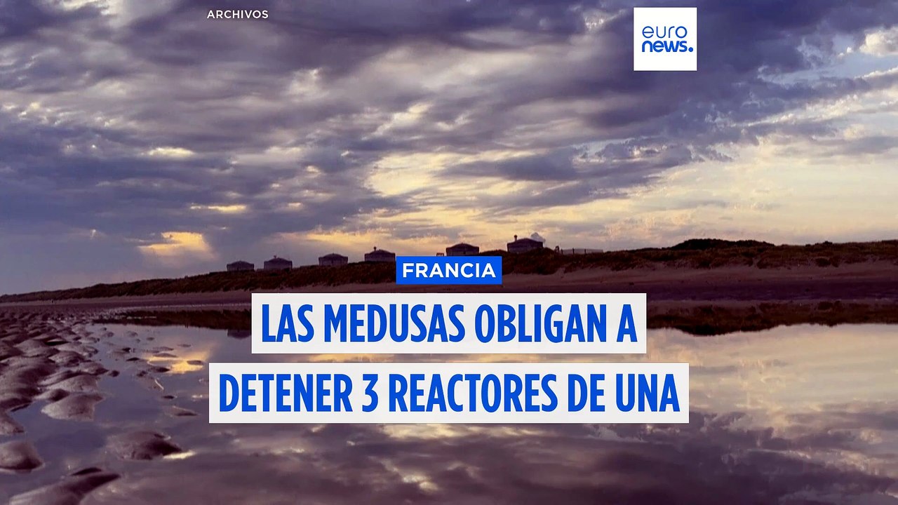 Una invasión de medusas obliga a parar 3 reactores de la central nuclear de Gravelines (Francia)