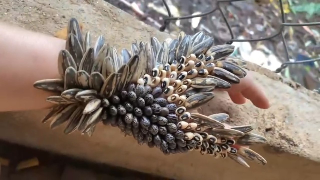 Removing and Picking Thousand Ticks #Ticks #Remove