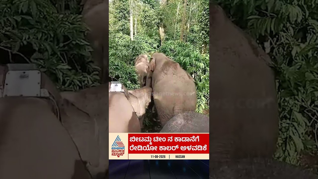 ಬೀಟಮ್ಮ ಟೀಂ ನ ಕಾಡಾನೆಗೆ ರೇಡಿಯೋ ಕಾಲರ್ ಅಳವಡಿಕೆ #hassan #elephanttracking #radiocollor #wildlife