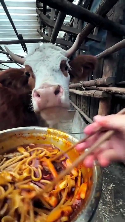 Feeding My Farm Cow Spicy Chinese Crossing Noodles | Cute Cattle Vlog