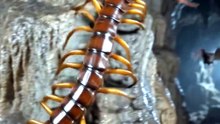🦂🦇☠️ A centipede that can hunt BATS!