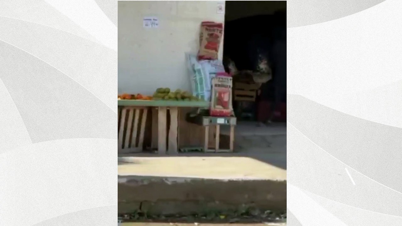 Boi invade mercearia e assusta moradores em Cariacica