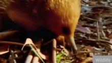 The Most Heartwarming Moment Ever Seen in the Wild! 🥹🐾