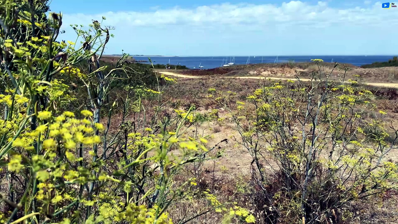 Île de Hoëdic  | Dimanche d'Août au Bourg |...