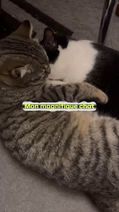 Mon magnifique chat