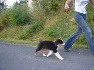 Allures Iyuski - 10 semaines