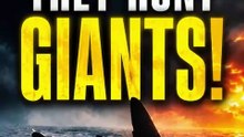How Orcas Hunt the Biggest Animal on Earth