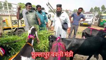 नज़ीर ख़ान बकरा नहीं घोड़ा है ये 😱 पैसे पकड़ मंडी में हुआ जबरदस्त लाइव सौदा @farmingbaba #live_sauda
