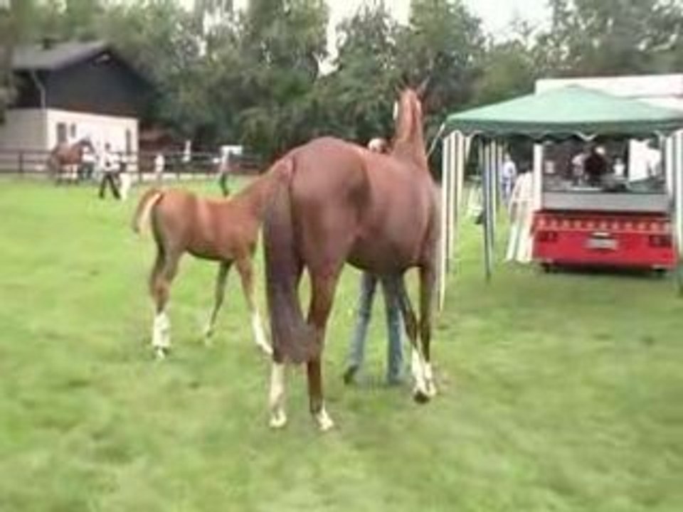 Cayhan at Lastrup 2