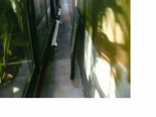 Chambres et Chatons à Nation