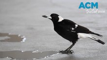 Vulnerable birds will receive vaccine against deadly bird flu