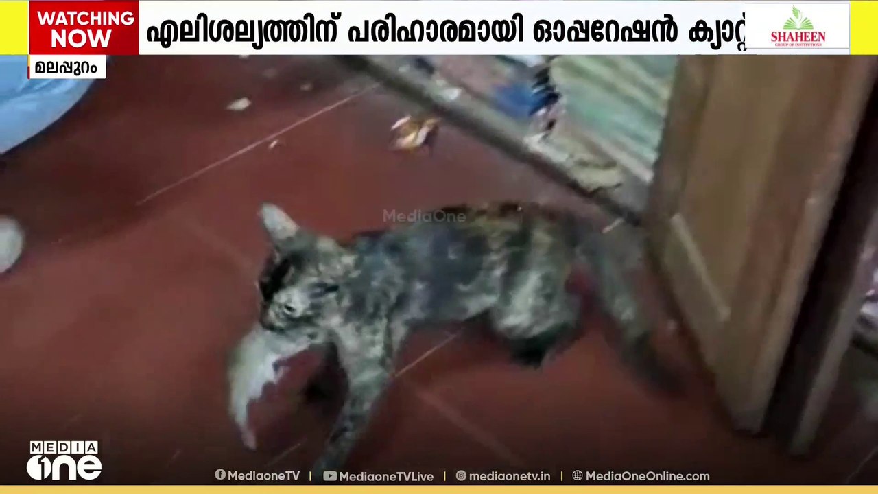 ഓപ്പറേഷൻ ക്യാറ്റ്..! കളക്ടറേറ്റിൽ കയറിയ എലിയെ പിടിക്കാൻ പൂച്ചയെ ഇറക്കിയ ഉദ്യോ​ഗസ്ഥർ
