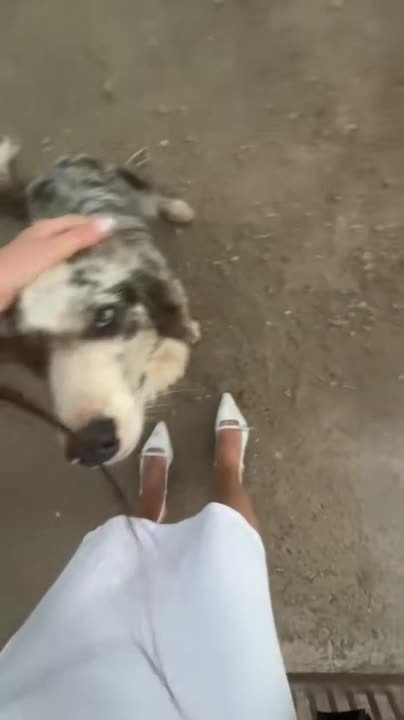 Dog Leaves Paw Print On White Dress