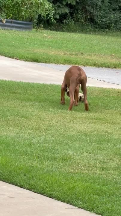 Dog Steals Slipper For Playtime