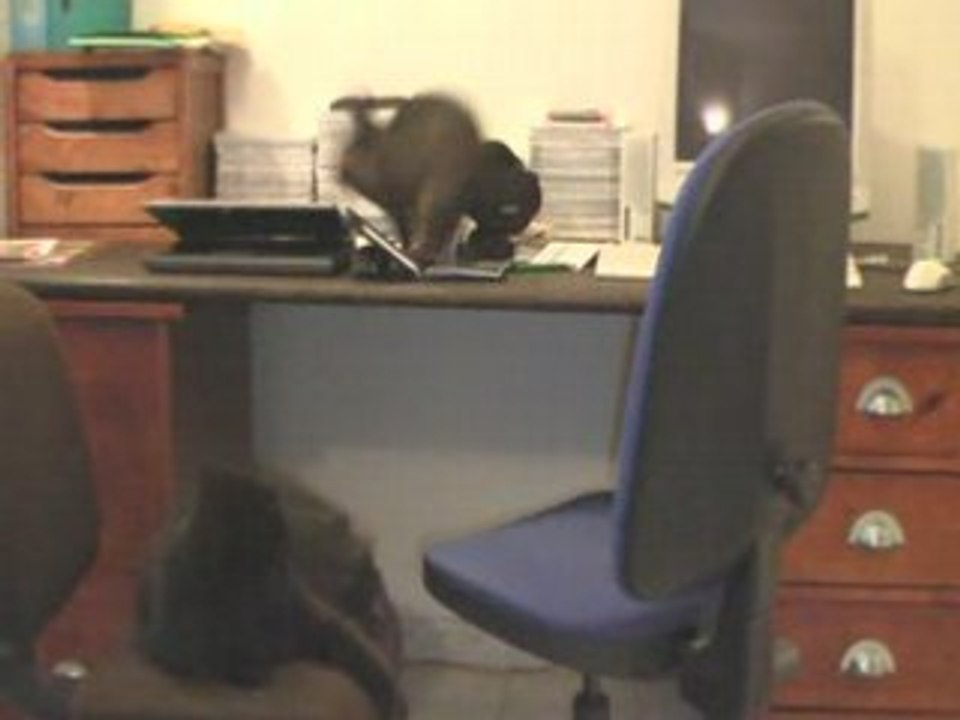 Lapin et Alpha le chat !
