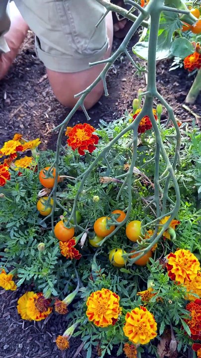 Suivre la croissance de mes tomates et pincer l’extrémité de la tige principale : mes astuces