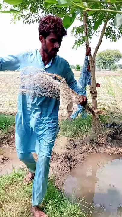 Frog catcher