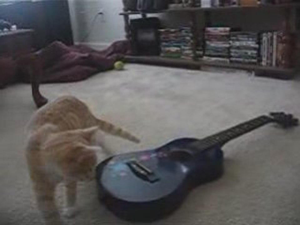 Chat guitariste