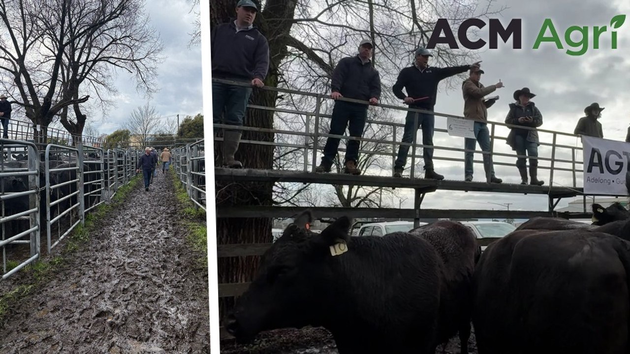 Tumut store cattle sale exceeds expectations