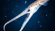 The Eel With a Jaw That Never Closes | Snipe Eel | Deep Wildlife