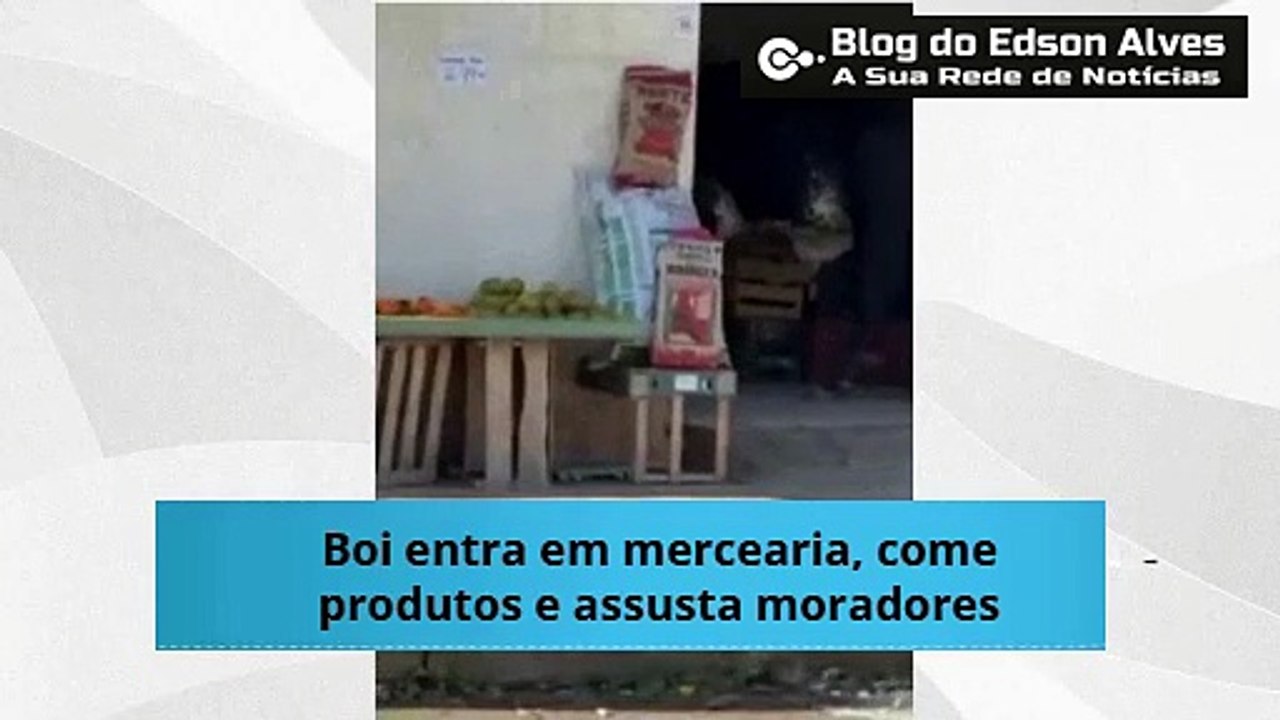 Boi entra em mercearia, come produtos e assusta moradores