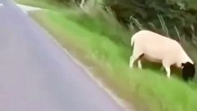 Goat of all time 🐐