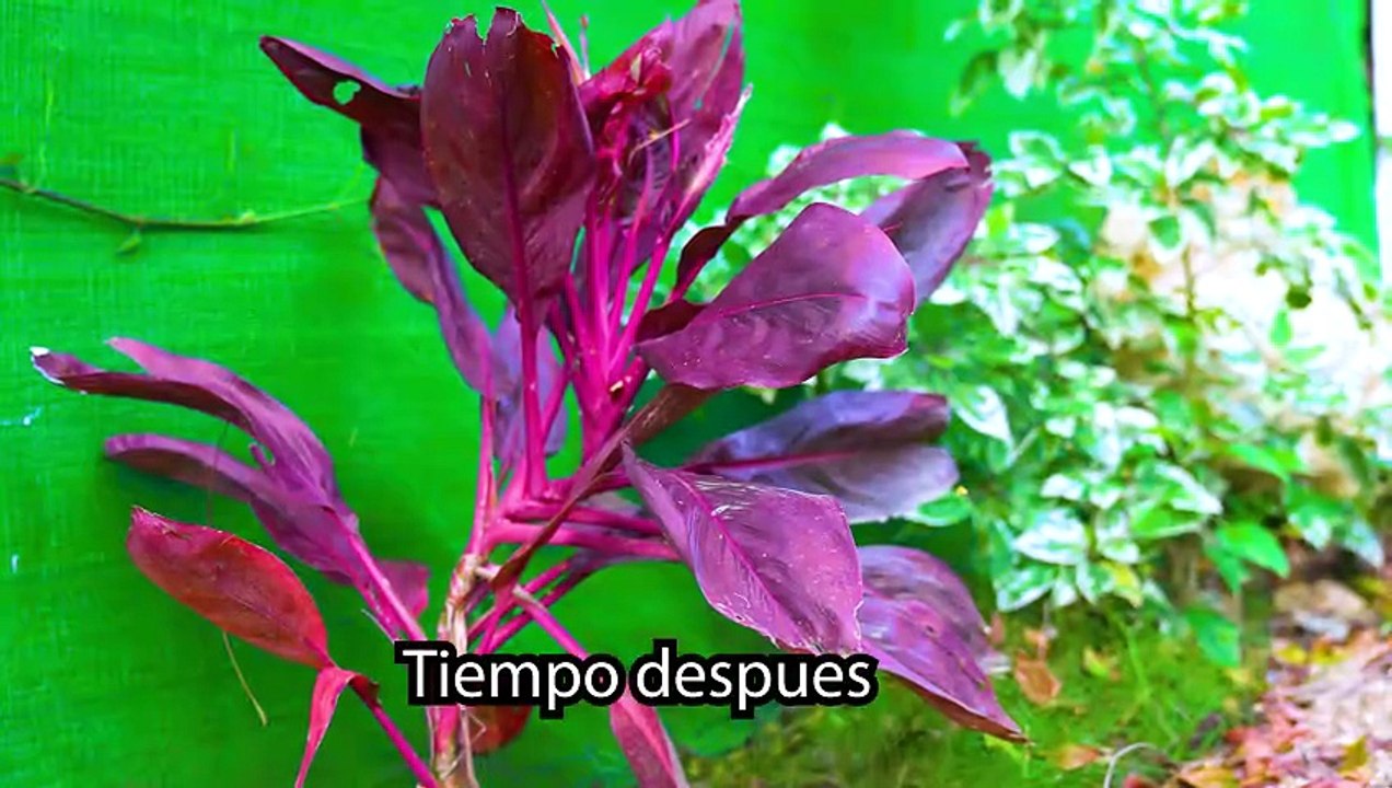 Juegos pesados