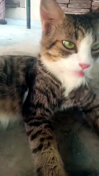 Cute Cat Self-Grooming Routine 🐈 | Maanu's Dai...