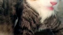Cute Cat Self-Grooming Routine 🐈 | Maanu's Daily Habits