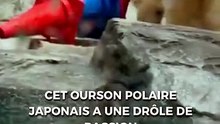 Cet ourson polaire japonais a une drôle de passion