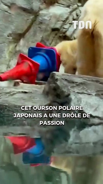 Cet ourson polaire japonais a une drôle de passion