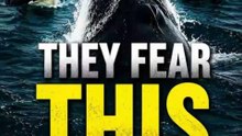 The Only Animal That Scares Orcas