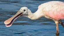 12 Birds With Unusual Beaks: A Closer Look