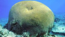 How a Fiji coral reveals a 627-year ocean temperature record