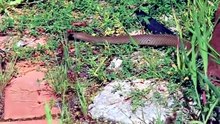 brown snake with white stripes california