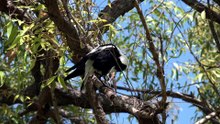 what is an australian magpie