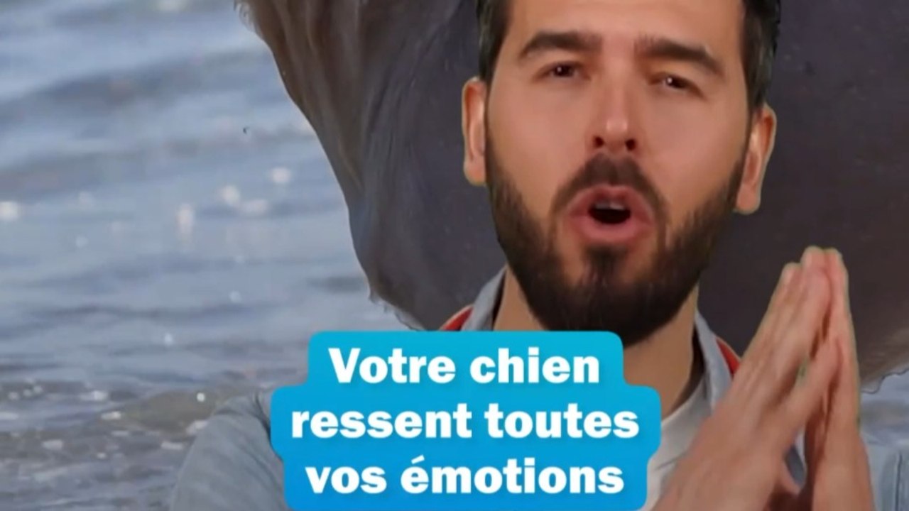 🥹 Votre chien ressent toutes vos émotions