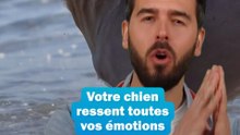 🥹 Votre chien ressent toutes vos émotions