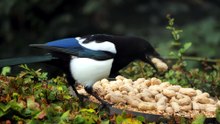 why are australian magpies dangerous