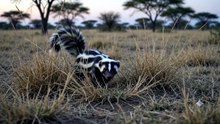 Zorilla : The fearless striped hunter with a powerful natural defense