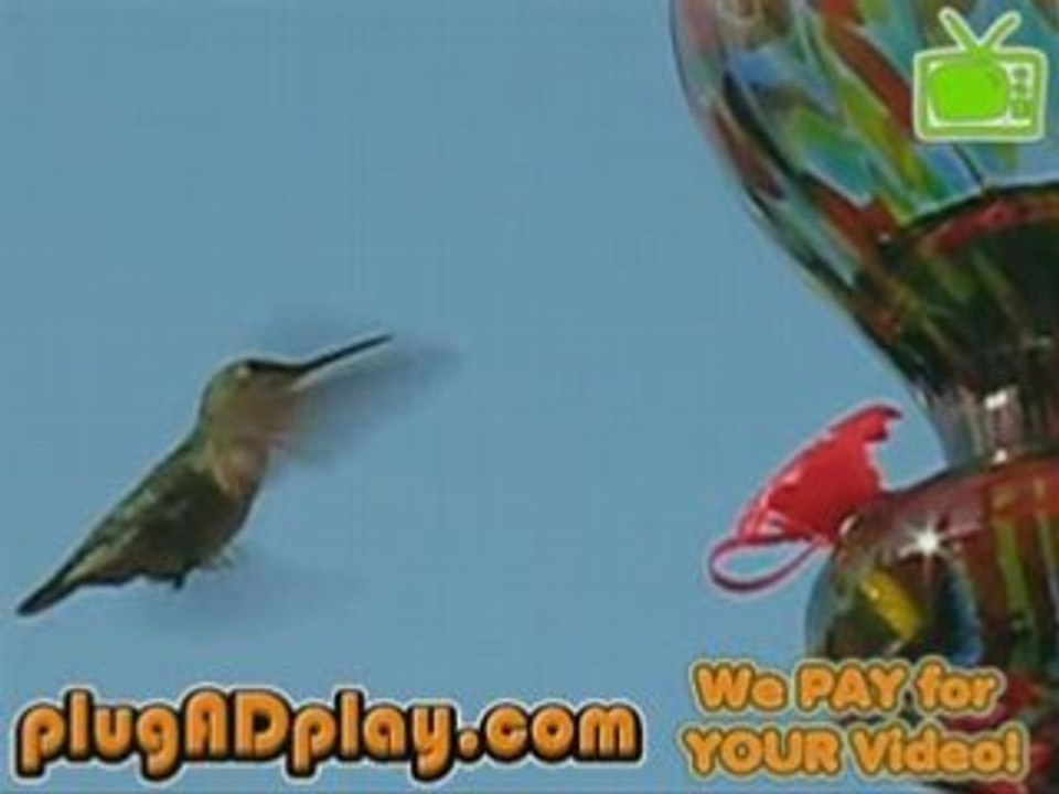 Hummingbirds at feeder / Chopin's Minute Walt