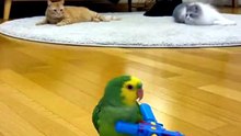 #Funnyanimalvideos