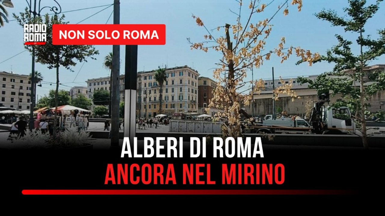 Gli alberi di Roma ancora nel mirino: tra PNRR,...