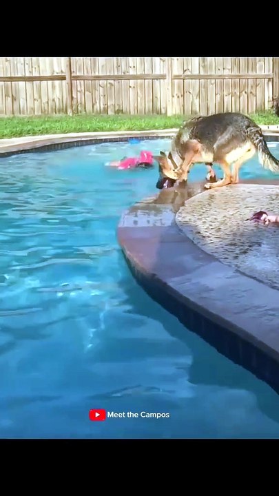 Funny German Shepherd dogs #germansherphed price #German Shepherd for sale #folow me