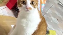 Cat Imitation Show 😸😸😸