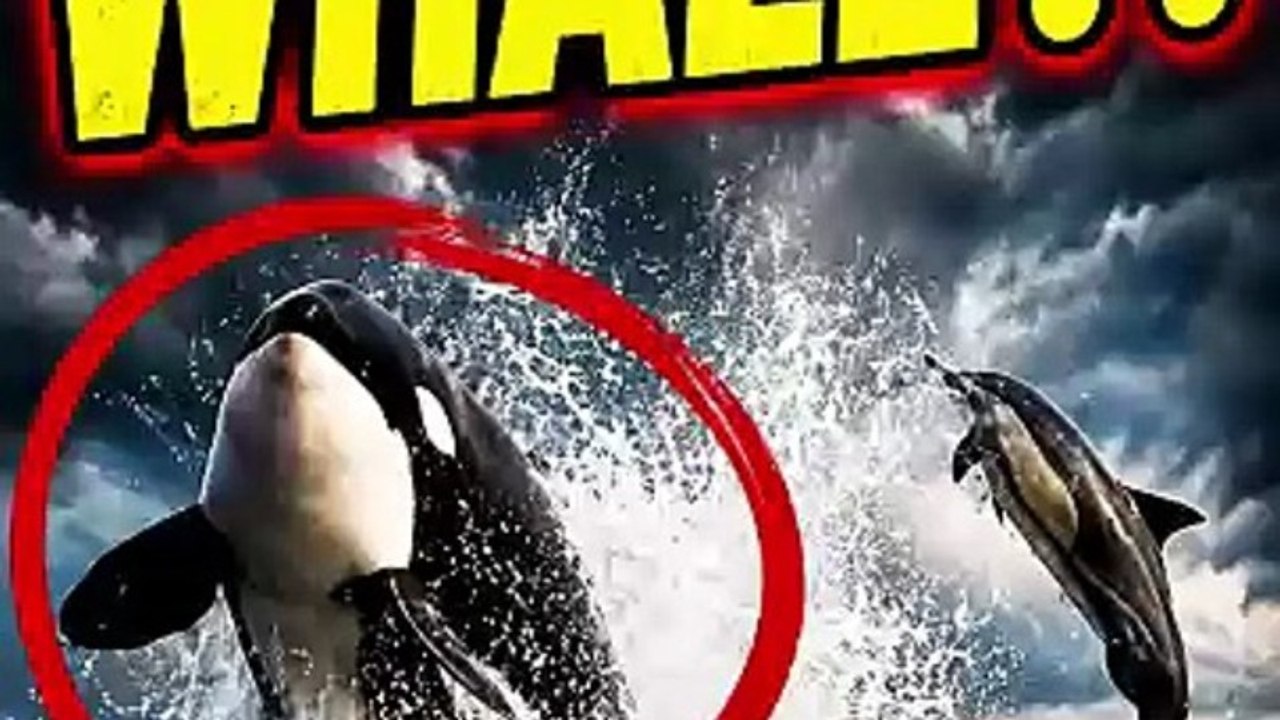 Killer Whales Aren't Actually Whales! 🐬😱