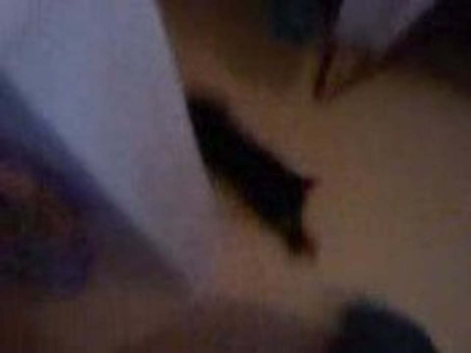 Chat méchant
