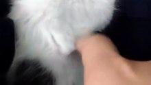 No Touchy Touchy Pleasee 😸😸😸